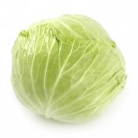 Repollo