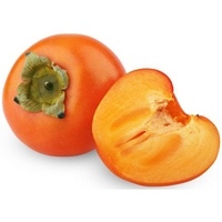 Caqui