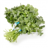 Cilantro