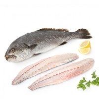 Corvina-lomo