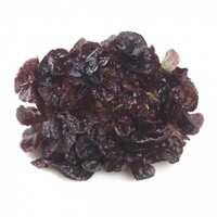 Lechiga-hoja-de-roble
