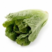 Lechuga-romana
