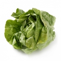 Lechuga-trocadero