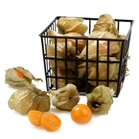 Physalis