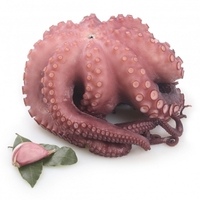 Pulpo